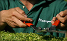Gardening Services